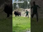 Yellowstone bison charges toward park visitor during feeding attempt