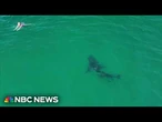 Video shows great white shark stalking swimmers