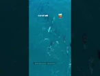 Drone registra grupo com mais de 15 golfinhos em Arraial do Cabo (RJ)