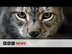 Should lynx be re-introduced to Britain in future? | BBC News