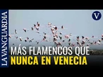 Venecia bate su récord y se consolida como refugio de flamencos en el Mediterráneo