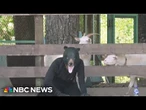 Japan holds drill featuring man in a bear suit after surge of attacks