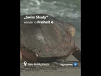 Schildkröte "Swim Shady" wieder in Freiheit #tagesschau #nachrichten #schildkröten
