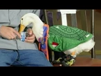 Claudia Sheinbaum recebe pato Merlín, mascote do México na Copa do Mundo | AFP