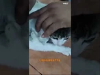 COSTA RICA: Katze mit Drogenpaket im Gefängnis entdeckt – Polizei greift ein! #shorts