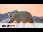 Polar bears face threat from climate change | BBC News