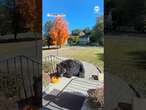 Black bear steals pumpkin from front porch