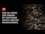 Uso errado de pesticidas afasta insetos polinizadores | CNN NOVO DIA