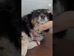 Los veterinarios advierten sobre el riesgo de golpes de calor en las mascotas #Veterinarios #Calor