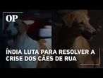 Índia luta para resolver a crise dos cães de rua