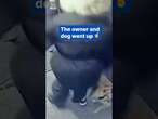 Dog and owner experience elevator scare