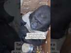 Turkish authorities seize a baby gorilla attempted to be smuggled through country