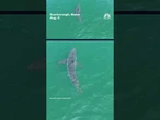Drone video shows great white shark off Maine coast