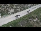 Tra sentieri e ruscelli, lupi a spasso in Val di Rhemes