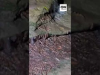 Bagres brasileiros conseguem escalar cachoeiras de 4 metros | CNN Brasil