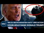 USA: "Bis zu sechs Monaten Haft!" Vogelwild dank Donald Trump! Diese Aktion ist streng verboten!