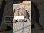 El Seprona rescata tres tortugas mediterráneas y una mora en La Selva del Camp, Tarragona