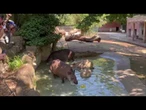 Ghiaccioli di carne e frullati congelati contro il caldo per gli animali del Bioparco di Roma