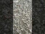 Sand fleas swarm Florida beach