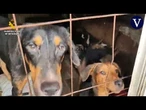 Hallados seis perros muertos y otros 52 rescatados hacinados en una parcela de Arganda