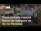 Onça-pintada captura sucuri às margens de rio no Pantanal de Mato Grosso; veja vídeo