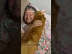 É muito amor! Gatinho retribui cafuné da vozinha e famía se derrete