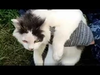 Russie : un chat convoyeur de drogue interpellé à Nijni Novgorod