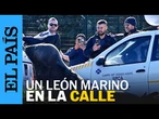 Un león marino vaga perdido por las calles de Ciudad del Cabo en Sudáfrica | EL PAÍS