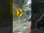 WATCH: Koala SCOLDED after being pulled off busy highway #shorts #viral #koala #world #news #foxnews