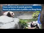 Unos cachorros de panda gemelos hacen su debut ante el público en Hong Kong