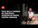 Gato que acertou previsões sobre o Brasil crava vitória sobre a Noruega | AGORA CNN