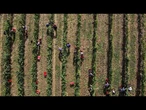 Les vignobles hongrois menacés par l'explosion d'une maladie grave de la vigne