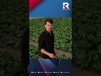 Kołodziejczak uderza w PSL! „Cios w polskich rolników, ministerstwo zawaliło temat”