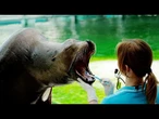 Au zoo hongrois, un phoque se fait brosser les dents