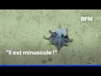"C'est bleu !" : une nouvelle espèce de pieuvres découverte au large des îles des Galápagos