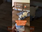 Bode criado na mamadeira pelo tutor conquista a internet pela fofura