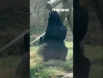 IF I FITS I SITS: Bear makes itself a chair and gets comfortable #bear #shorts #zoo #chair