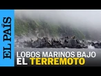 TERREMOTO | Lobos marinos huyen al mar en una isla rusa en Kamchatka | EL PAÍS