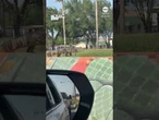 Alligator spotted alongside busy street