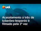 Tubarões-leopardo são flagrados em acasalamento a três; espécie está em risco de extinção; vídeo