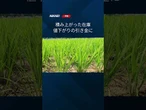 【新米の価格2割安】#shorts