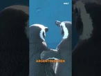 GUTE NACHRICHTEN: Happy End für aufgepäppelte Pinguine! Süße Wildtierrettung lässt Herzen erweichen