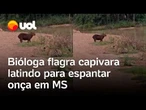 Capivara late e pula no lago para fungir de ataque de onça no MS; bióloga flagra momento; veja vídeo