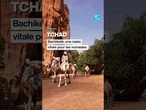 Tchad : Bachikélé, une oasis vitale pour les nomades • FRANCE 24
