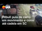 Pitbull pula de carro em movimento e ataca cadela em Joinville (SC); vídeo mostra momento