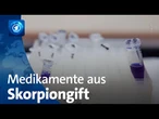 Nigeria: Skorpionsgift möglicherweise als Medikament einsetzbar