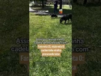 Faro nota 10, visão nota 0: cachorrinha viraliza procurando tutor