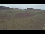 Il miracolo del "deserto fiorito" in Cile: l'Atacama si trasforma in un mare di colori