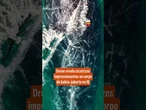 Drone revela cicatrizes impressionantes no corpo de baleia-jubarte no RJ
