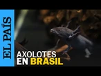 AXOLOTES MEXICANOS se vuelven “embajadores de la conservación” en RIO DE JANEIRO | EL PAÍS